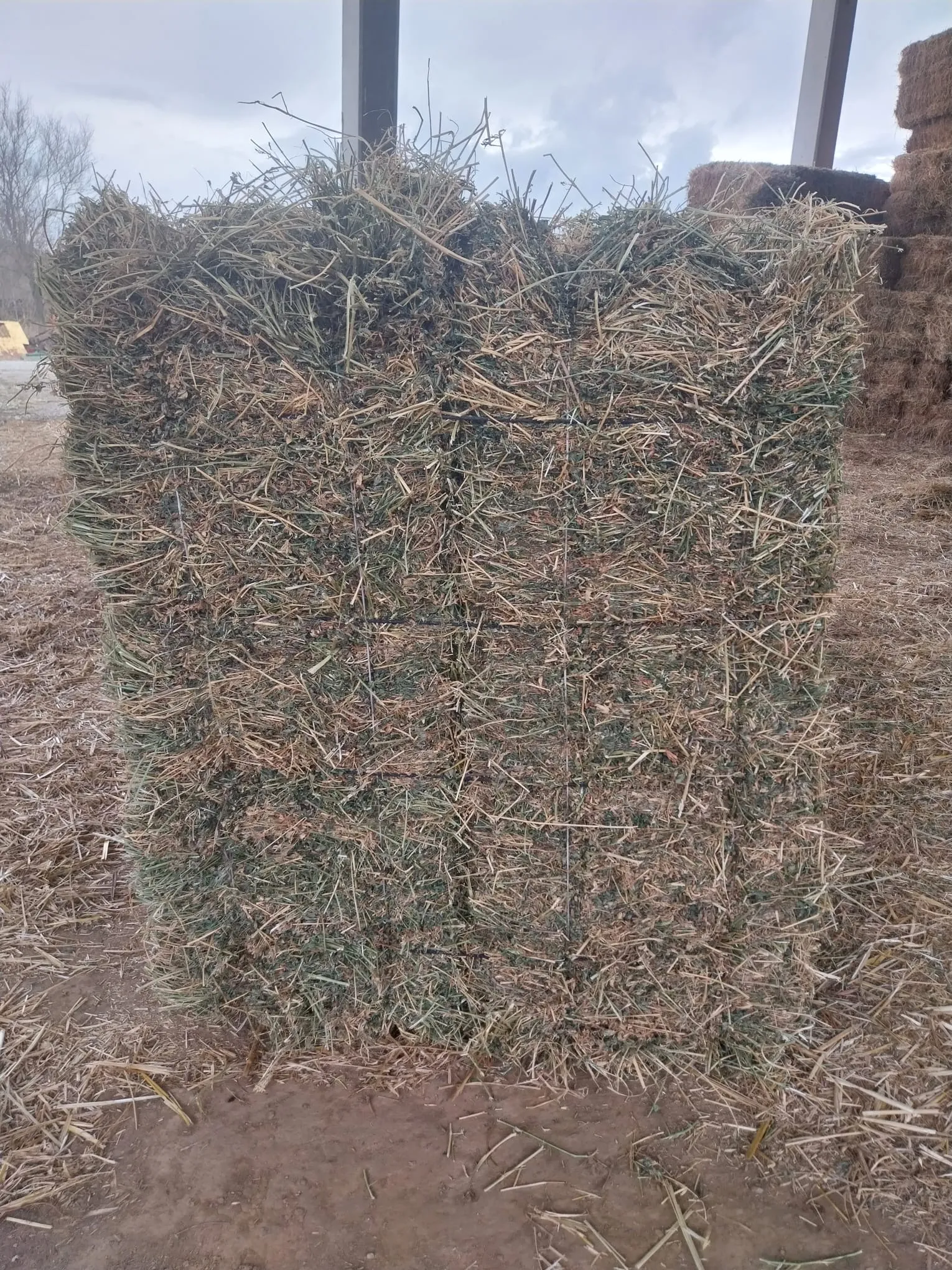 Alfalfa - ec4bc7f0 19cd 46e0 8ff5 6a90510ece20 2